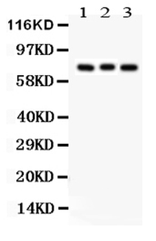 Anti-Apg7/ATG7 Antibody