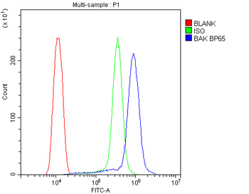 Anti-BAK/BAK1 Antibody