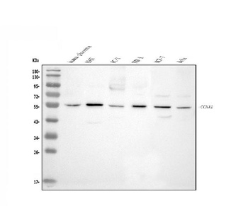 Cyclin A1/CCNA1 Antibody