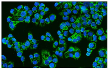 Anti-CD46 Antibody