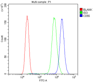 Anti-CD55 Antibody