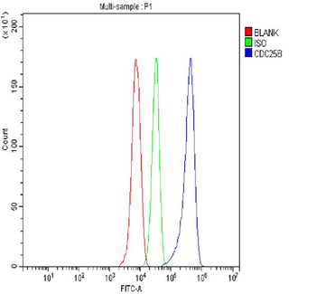 Anti-Cdc25B Antibody