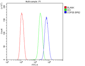 Anti-JAB1/COPS5 Antibody