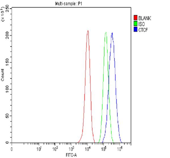 Anti-CTCF Antibody