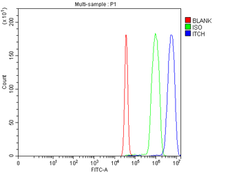 Anti-ITCH/AIP4 Antibody