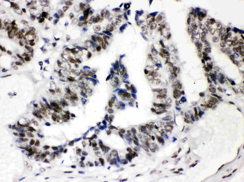 Anti-SP3 Antibody