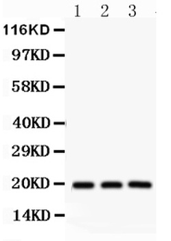 SFRS3/SRSF3 Antibody