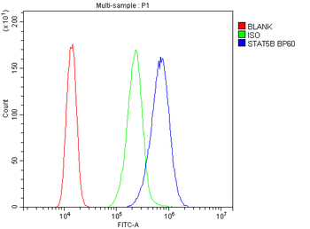 Anti-STAT5b Antibody