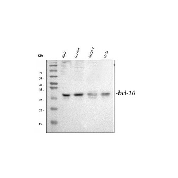 Bcl10 Antibody