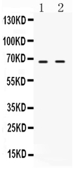 Anti-cIAP2/BIRC3 Antibody