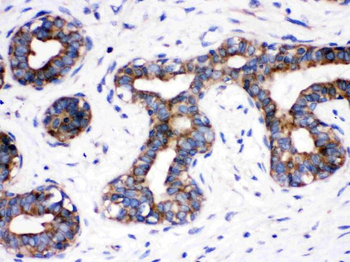 Anti-Cdc6 Antibody