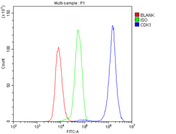 Anti-CDK1 Antibody