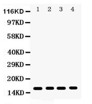 Anti-CENPA Antibody