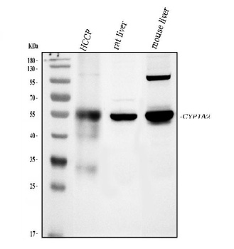 Cytochrome P450 1A2/CYP1A2 Antibody