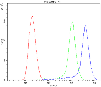 Anti-CYP1B1 Antibody