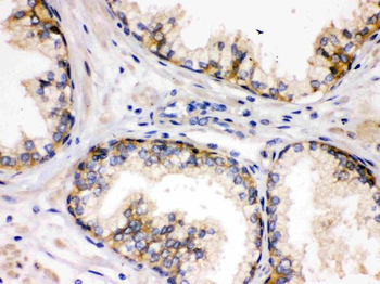 Anti-SAP97/DLG1 Antibody