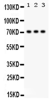 SP2 transcription factor Antibody