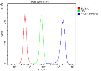 Anti-Stathmin 1/STMN1 Antibody