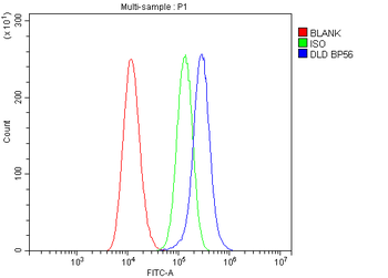 Anti-Lipoamide Dehydrogenase/DLD Antibody