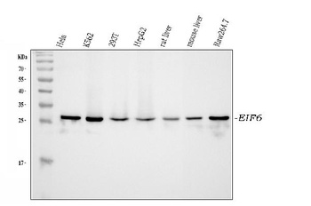 integrin beta 4 binding protein/EIF6 Antibody