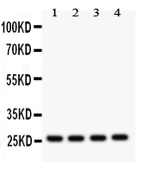 Flt3 ligand/FLT3LG Antibody