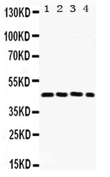 Anti-FRA2/FOSL2 Antibody