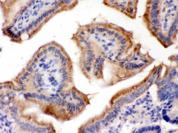 Anti-Galactoside 2-alpha-L-fucosyltransferase 1/FUT1 Antibody