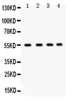 Anti-GJA3 Antibody