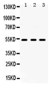 5HT2A Receptor/HTR2A Antibody