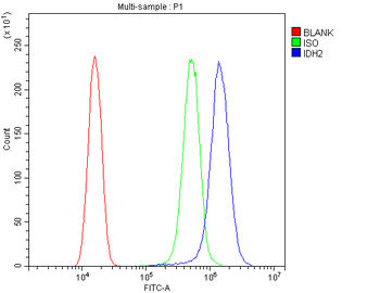Anti-IDH2 Antibody