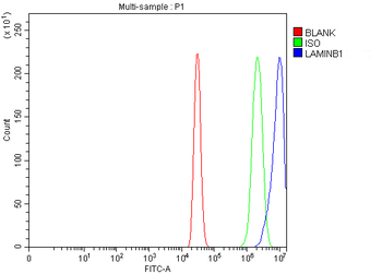 Anti-Lamin B1/LMNB1 Antibody