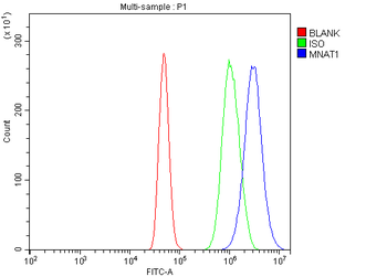 Anti-MNAT1 Antibody