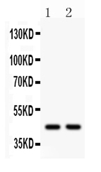 Anti-Wnt3 Antibody