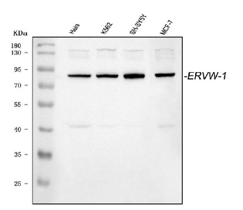 ERVW-1 Antibody
