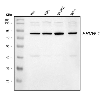 Anti-ERVW-1 Antibody