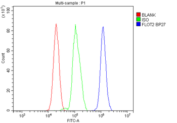 Anti-Flotillin 2/FLOT2 Antibody
