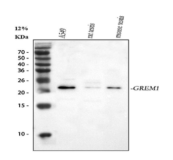 Anti-Gremlin 1/GREM1 Antibody
