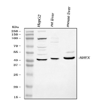 Hex/HHEX Antibody