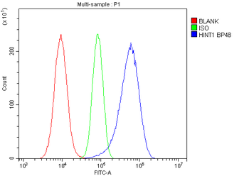 Anti-HINT1 Antibody