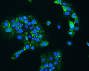 Anti-Hsp90 beta/HSP90AB1 Antibody