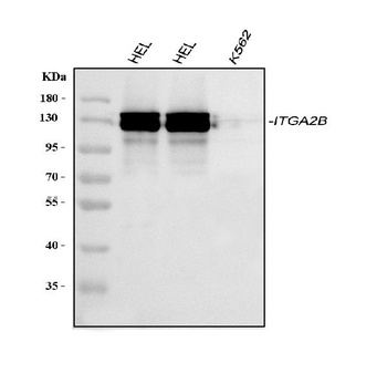 CD41/Integrin alpha 2b/ITGA2B Antibody