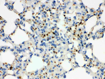 Anti-CD41/Integrin alpha 2b/ITGA2B Antibody