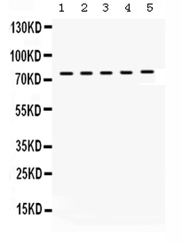 Anti-KIF3A Antibody