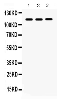 Anti-CARD12/NLRC4 Antibody