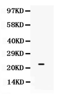 Anti-SECTM1/Sectm1b Antibody