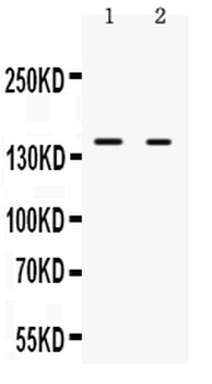 RIP140/NRIP1 Antibody