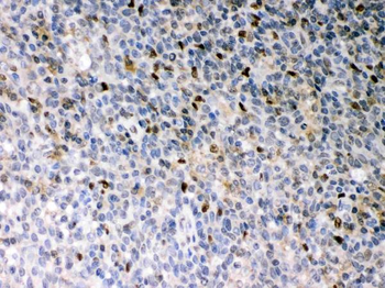 Anti-PU.1/Spi1 Antibody