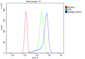 Anti-GRK3/ADRBK2 Antibody