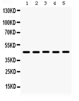 Anti-BMP4 Antibody