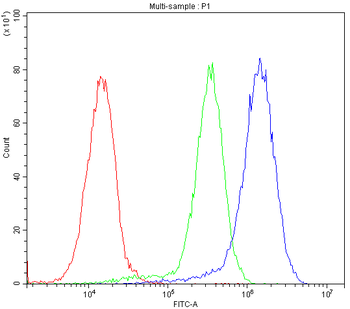 Anti-BMP5 Antibody